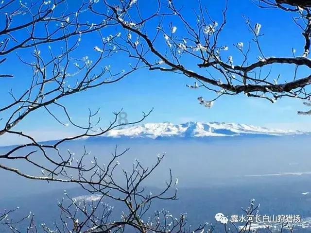 春雨直播app